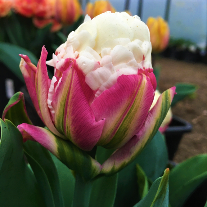 Tulip Ice Cream
